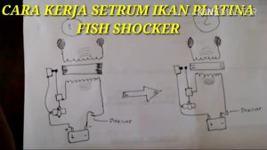 How to FISH SHOCKER Working YouTube