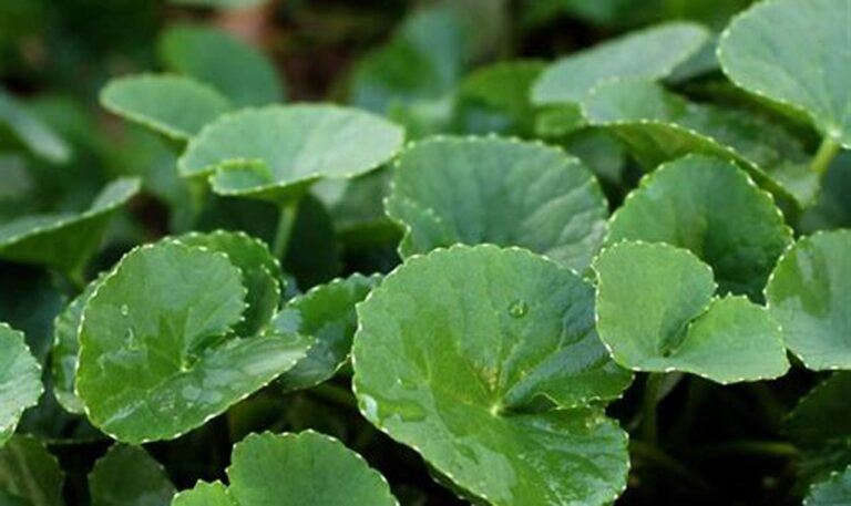 Amazing Centella asiatica: Your Key to Cognitive Health and Beyond