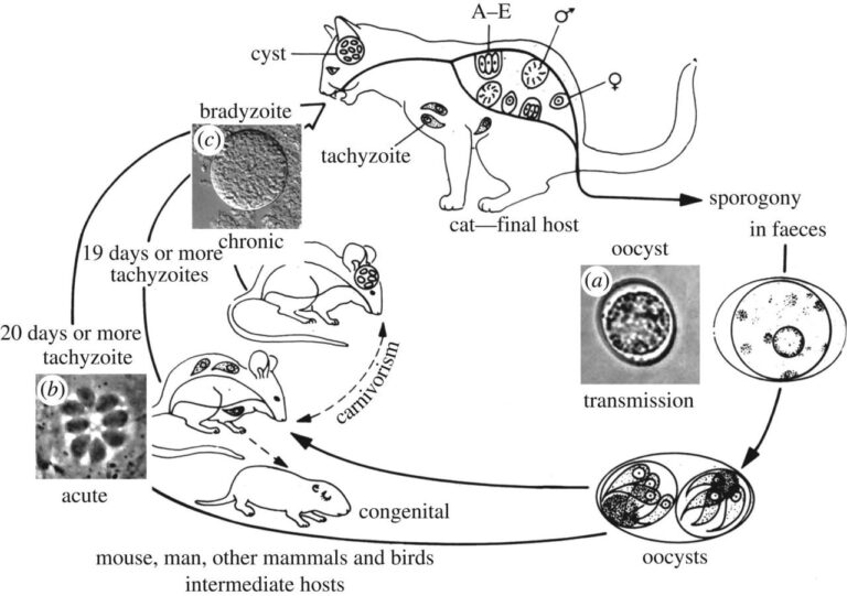 Wiring Diagram C Elegans